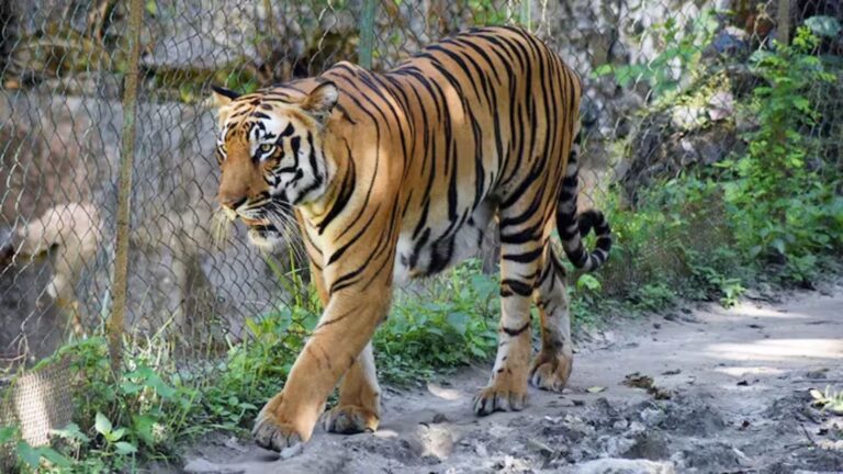 Mumbai zoos and rescue centres heighten biosecurity protocols; here's why!